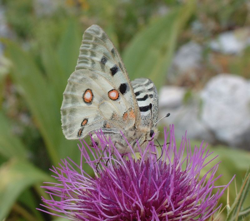 Parnassius apollo